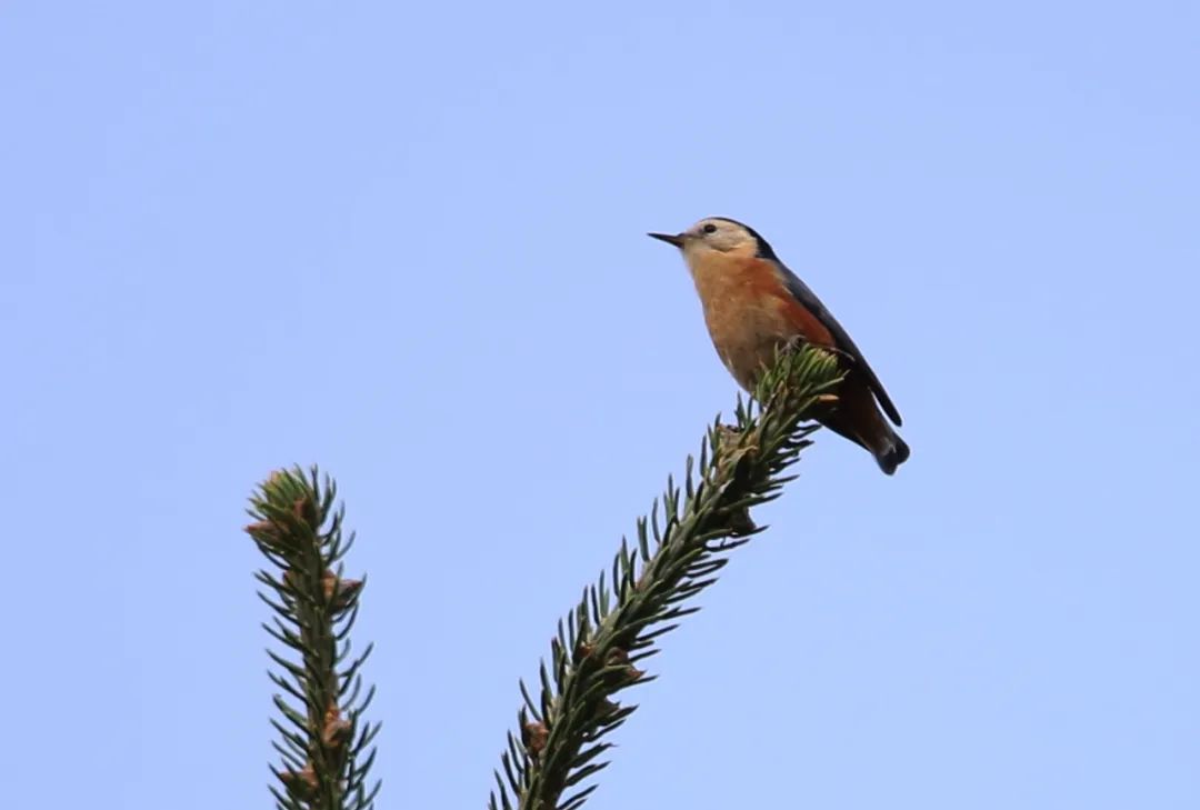 birdWatching