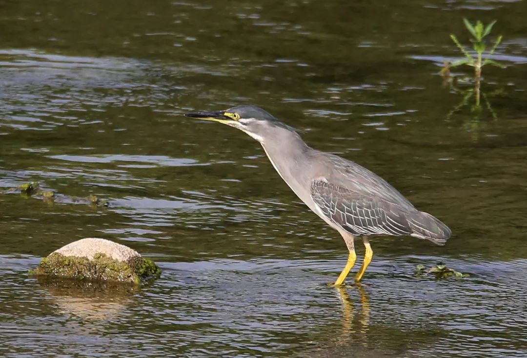 birdWatching
