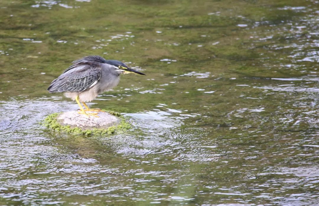 birdWatching