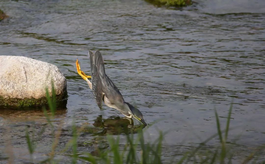birdWatching