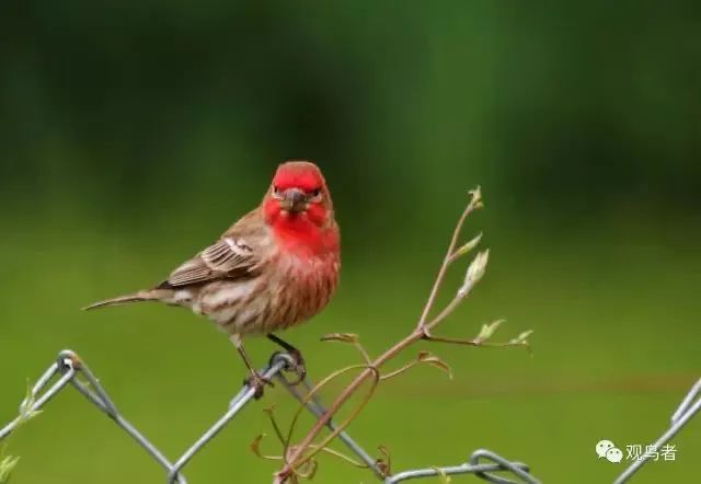 birdWatching