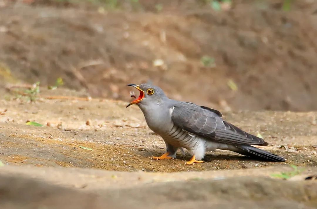 birdWatching