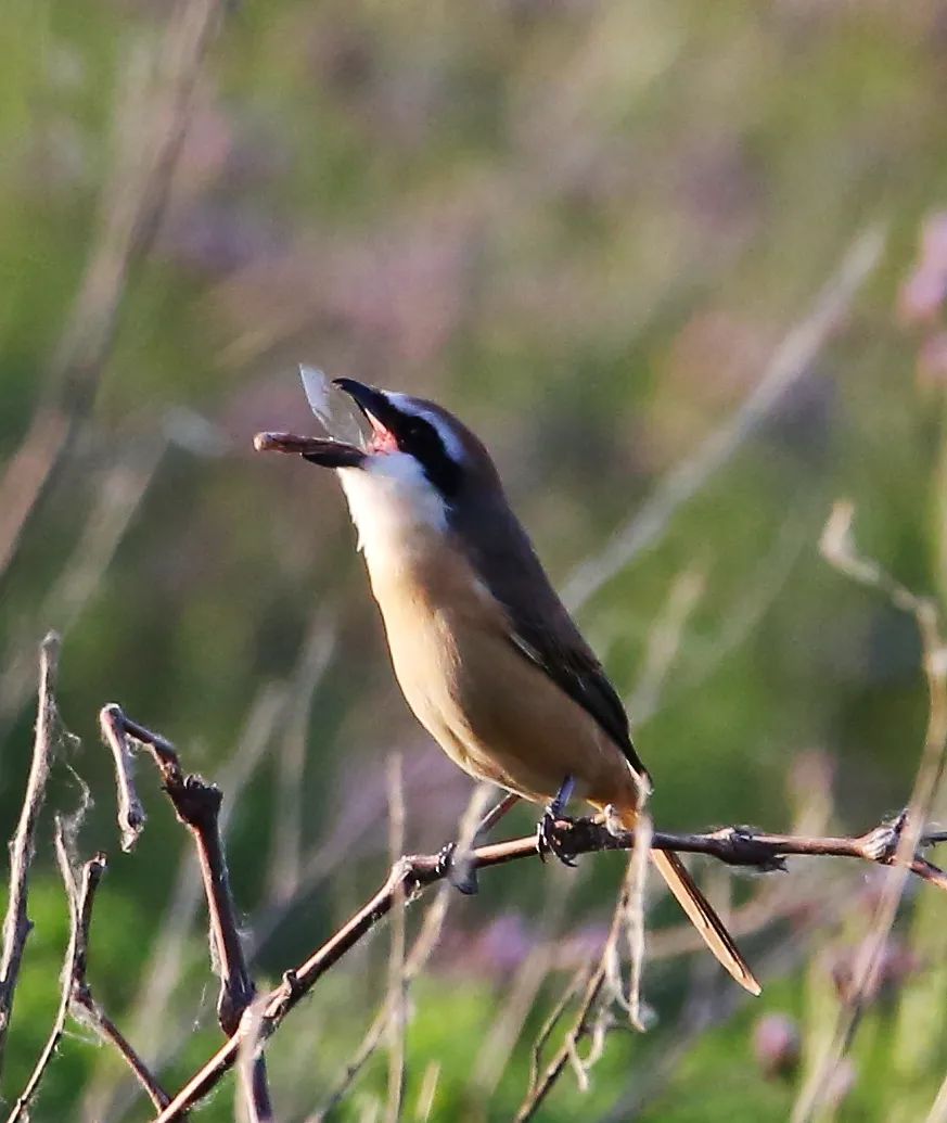 birdWatching