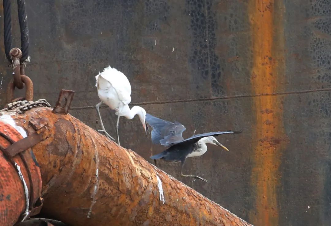 birdWatching