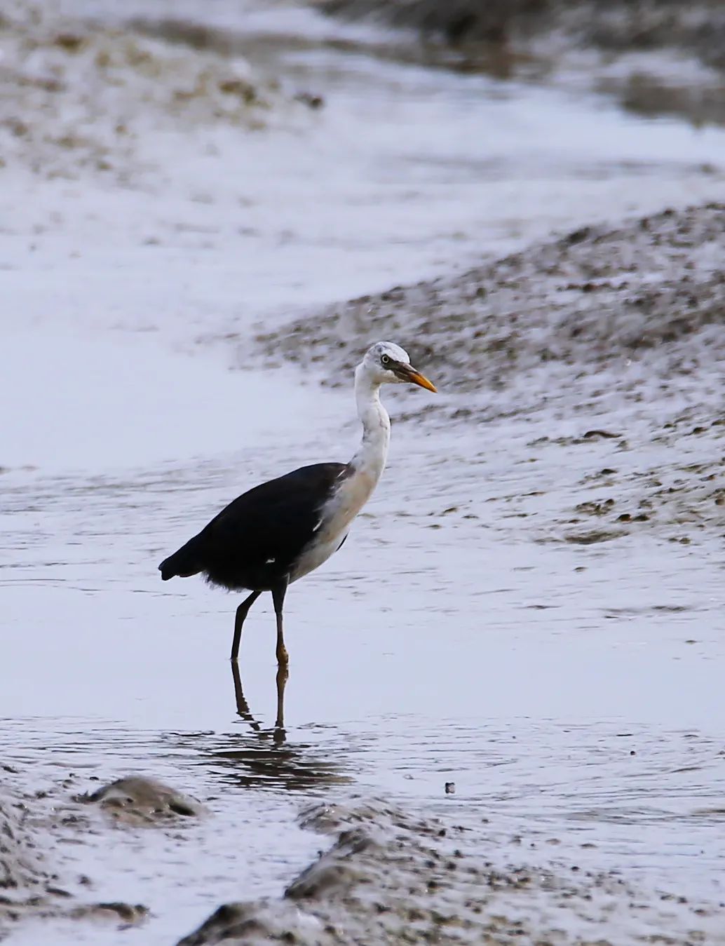 birdWatching