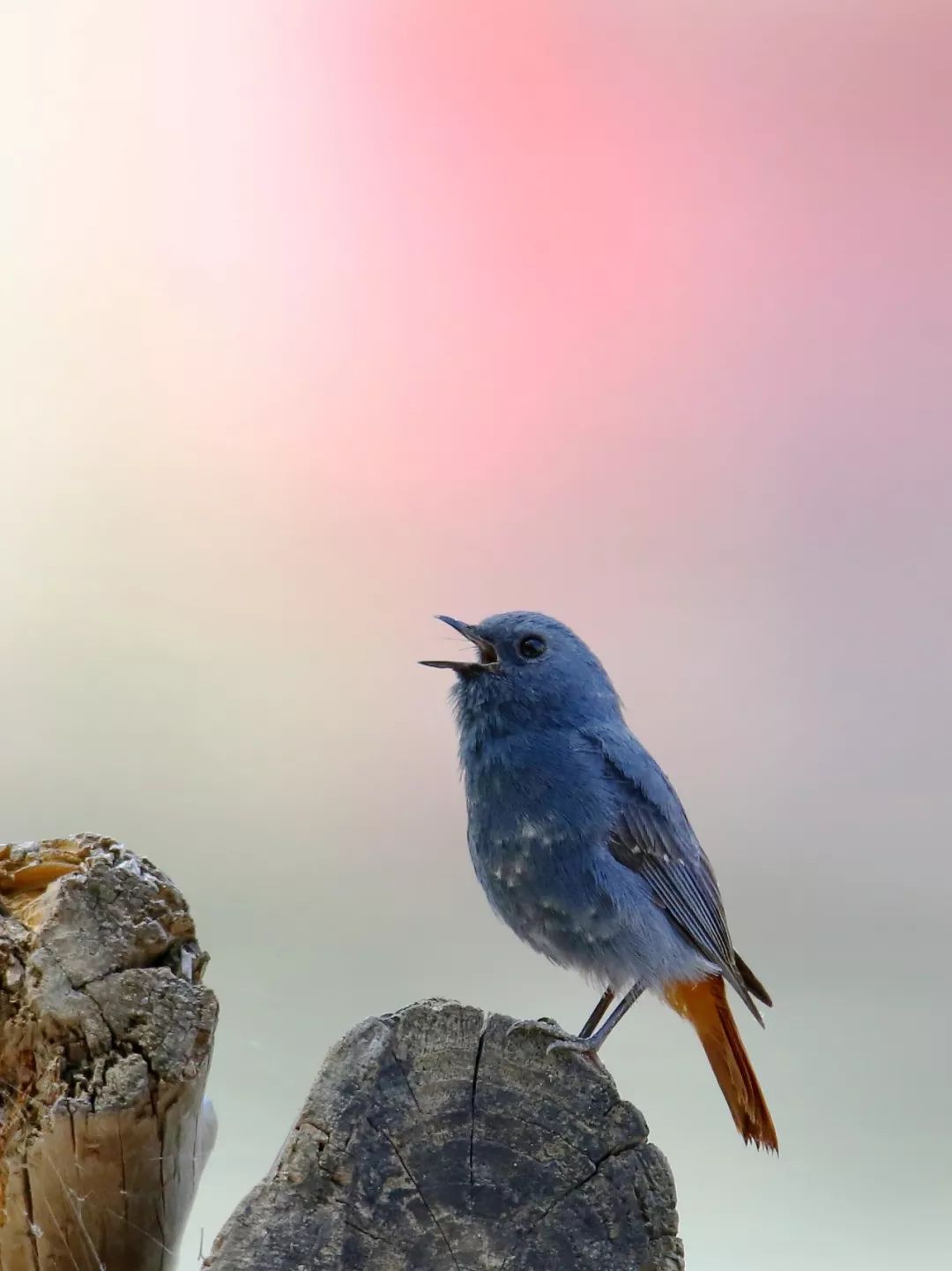 birdWatching