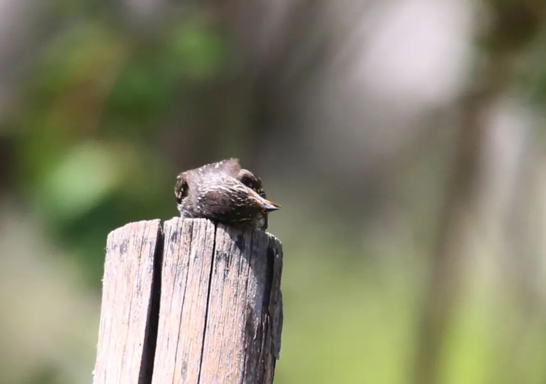 birdWatching