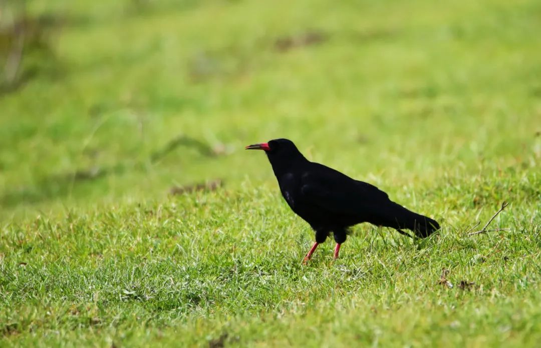 birdWatching