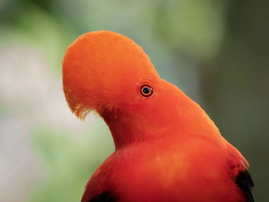 birdWatching