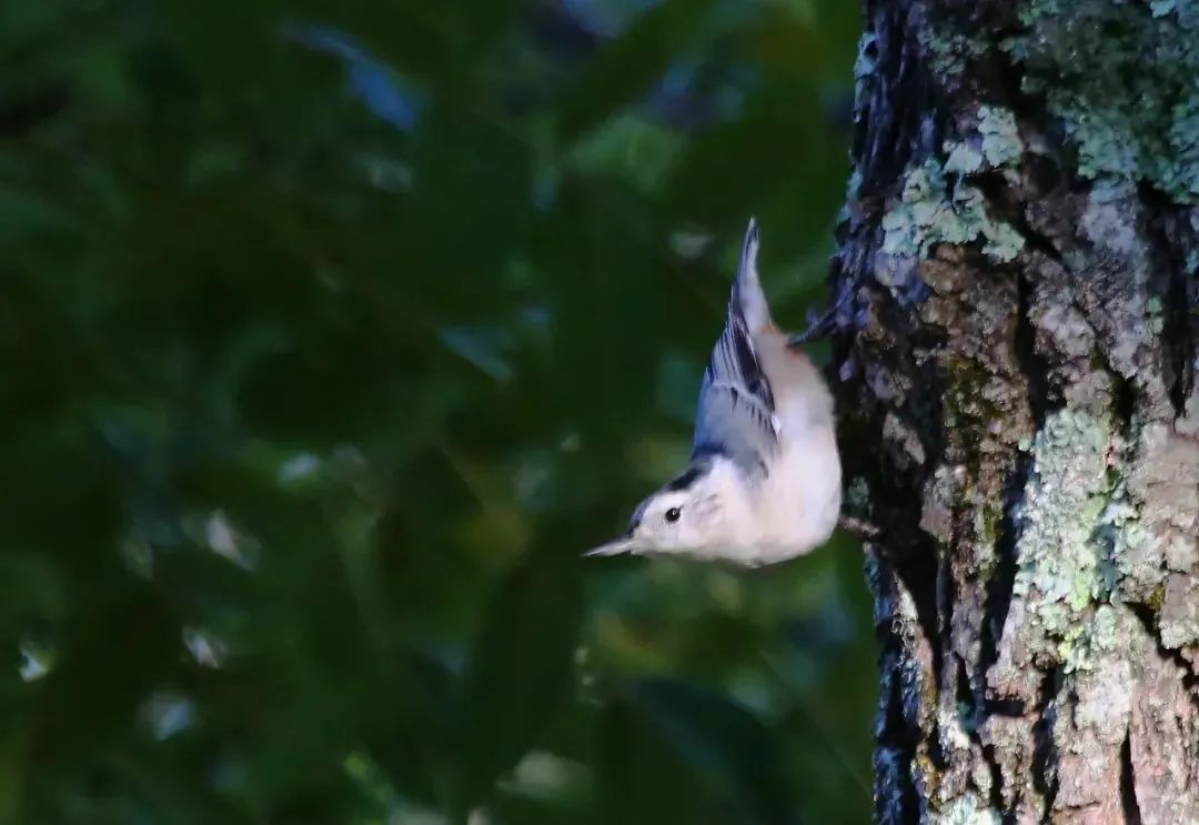 birdWatching