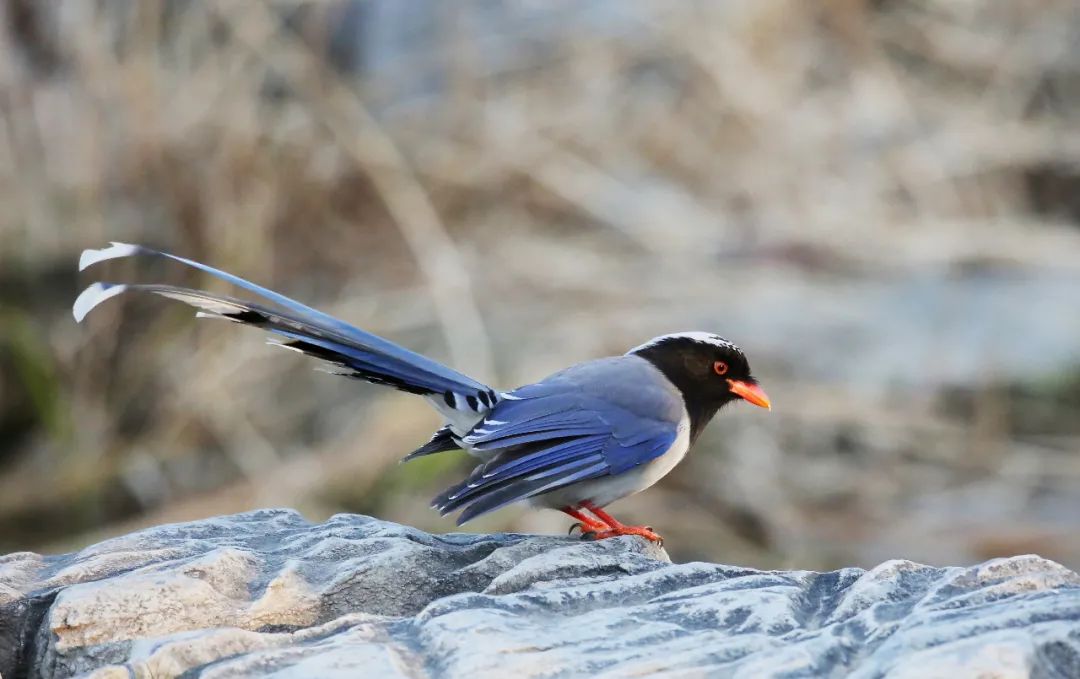 birdWatching