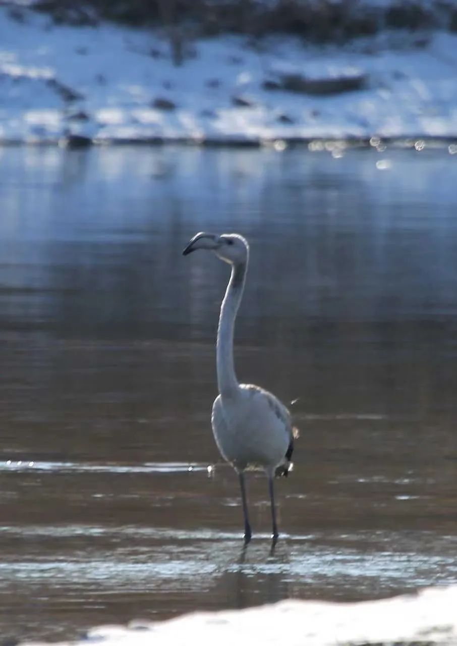 birdWatching
