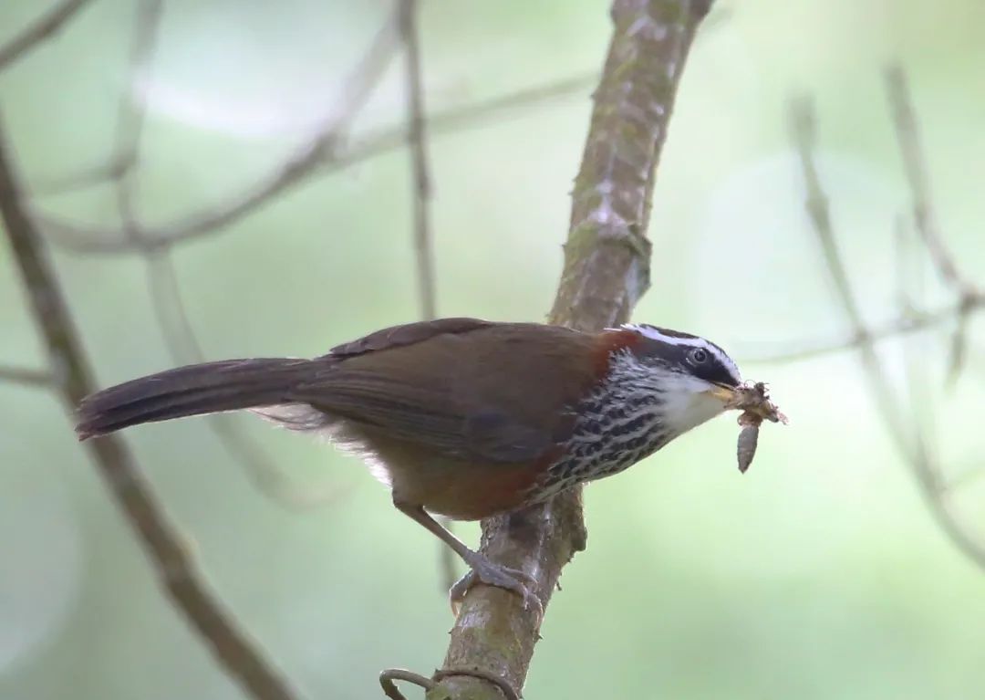 birdWatching