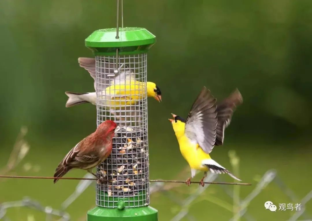 birdWatching