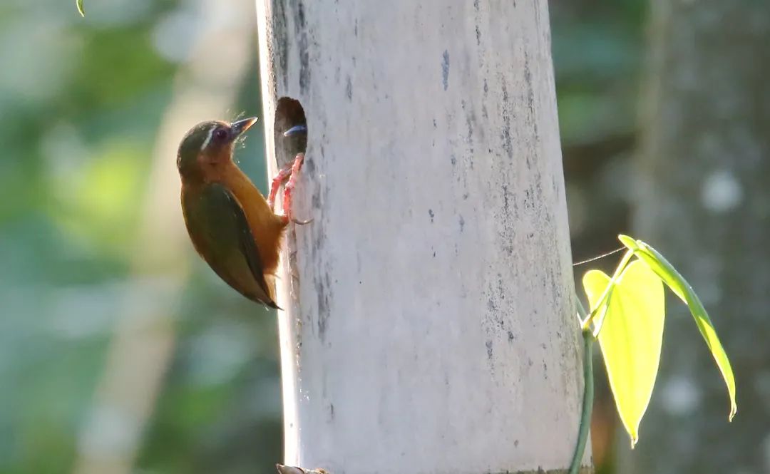 birdWatching