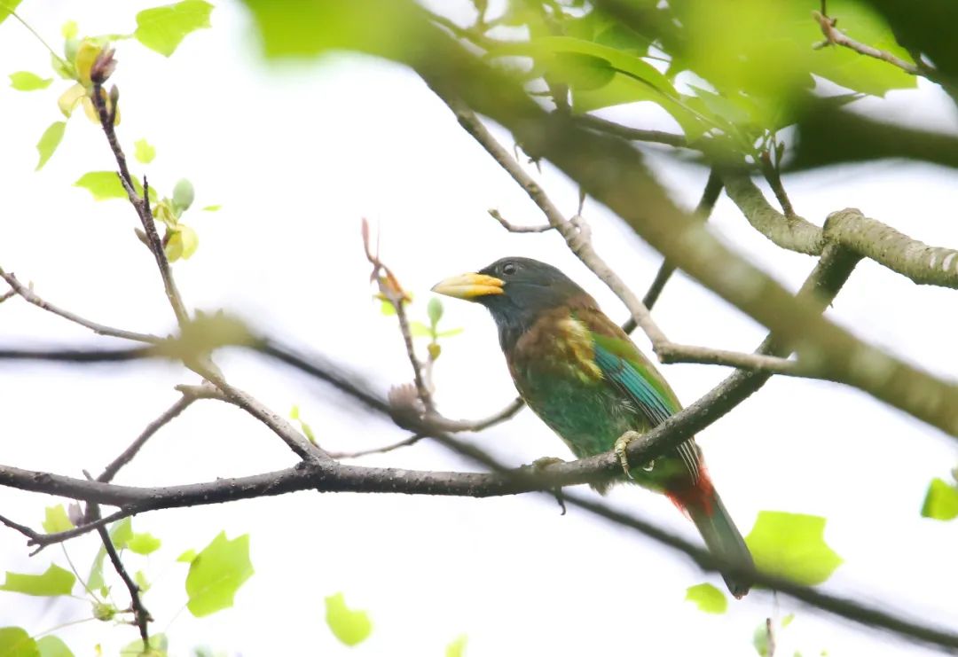 birdWatching