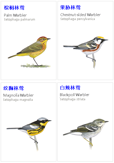 birdWatching