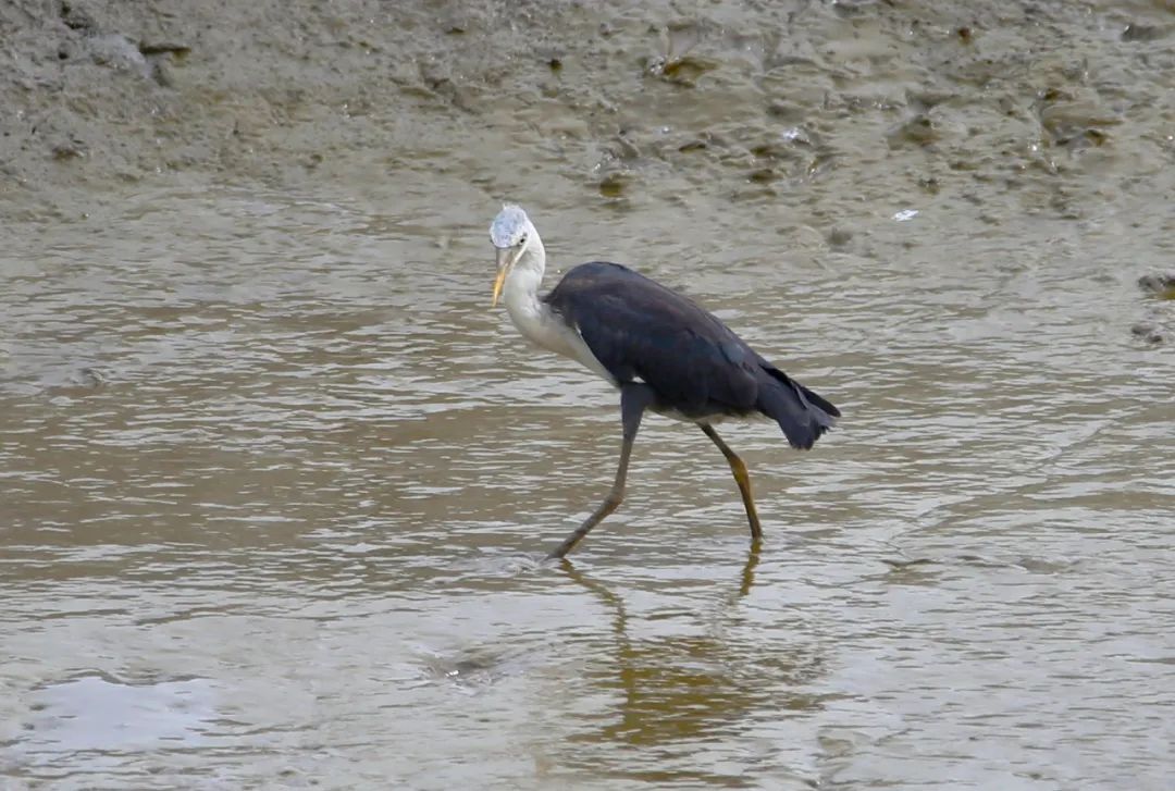 birdWatching