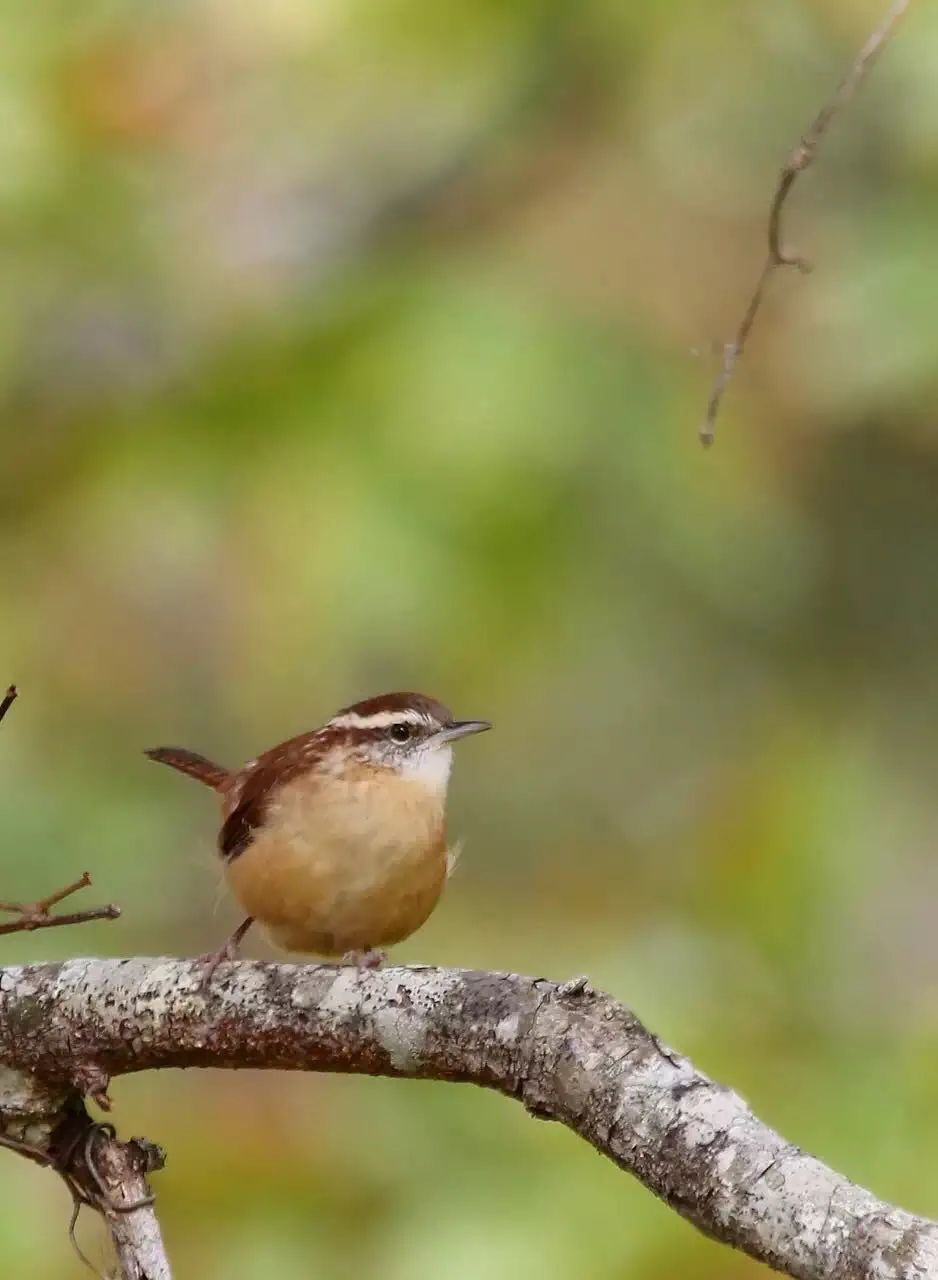 birdWatching