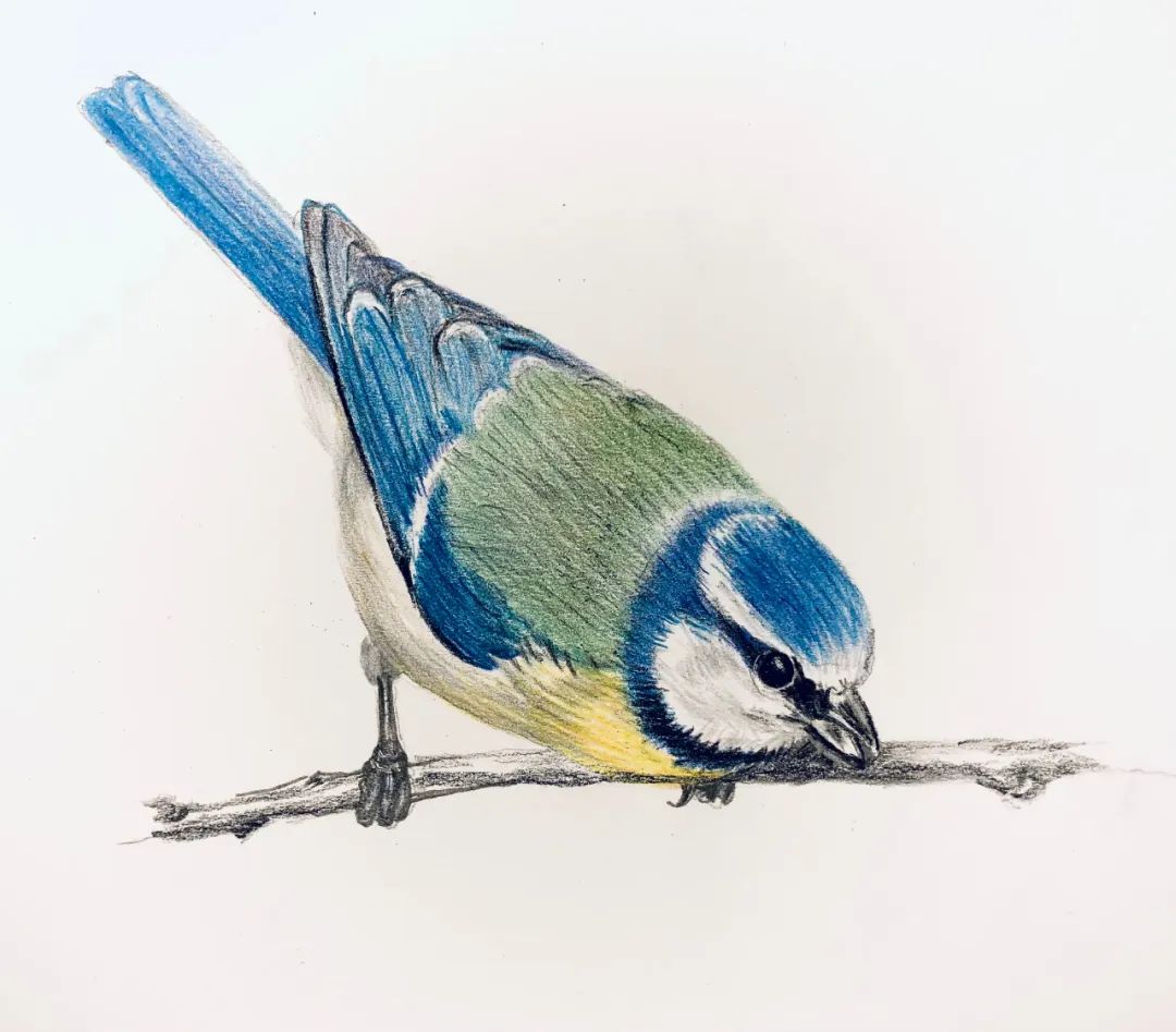 birdWatching
