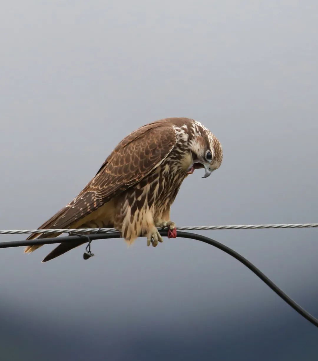 birdWatching