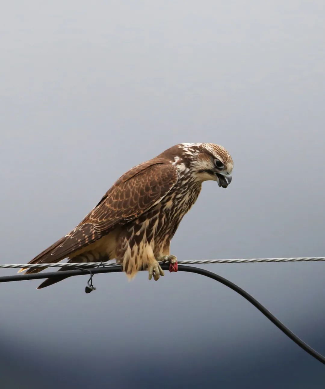 birdWatching