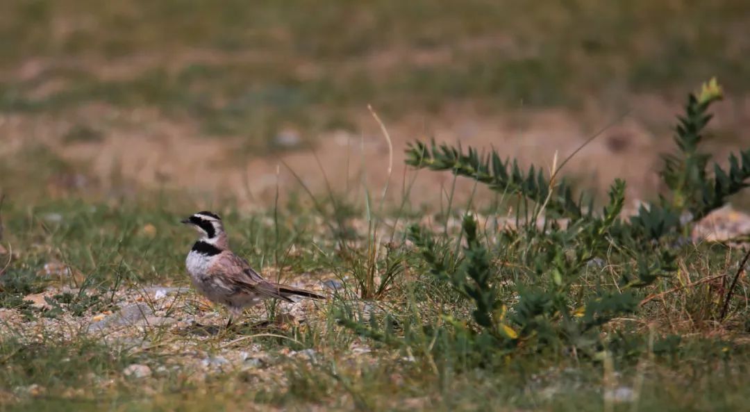 birdWatching