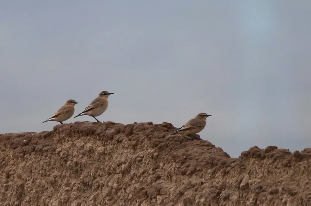 birdWatching