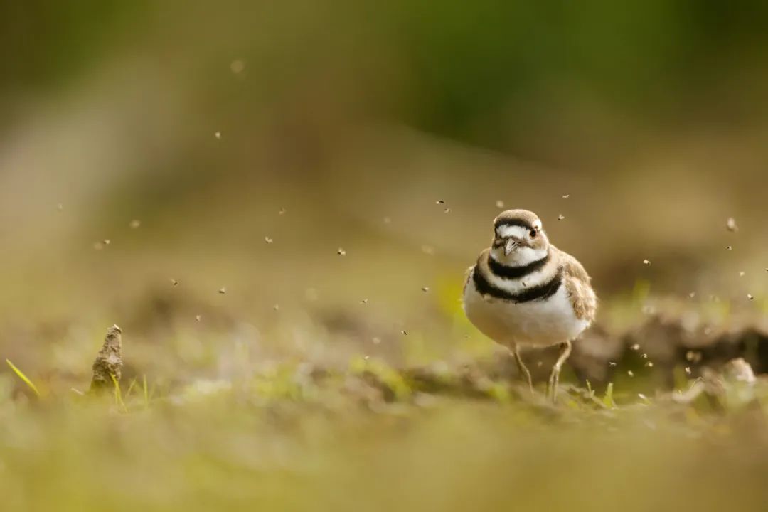 birdWatching