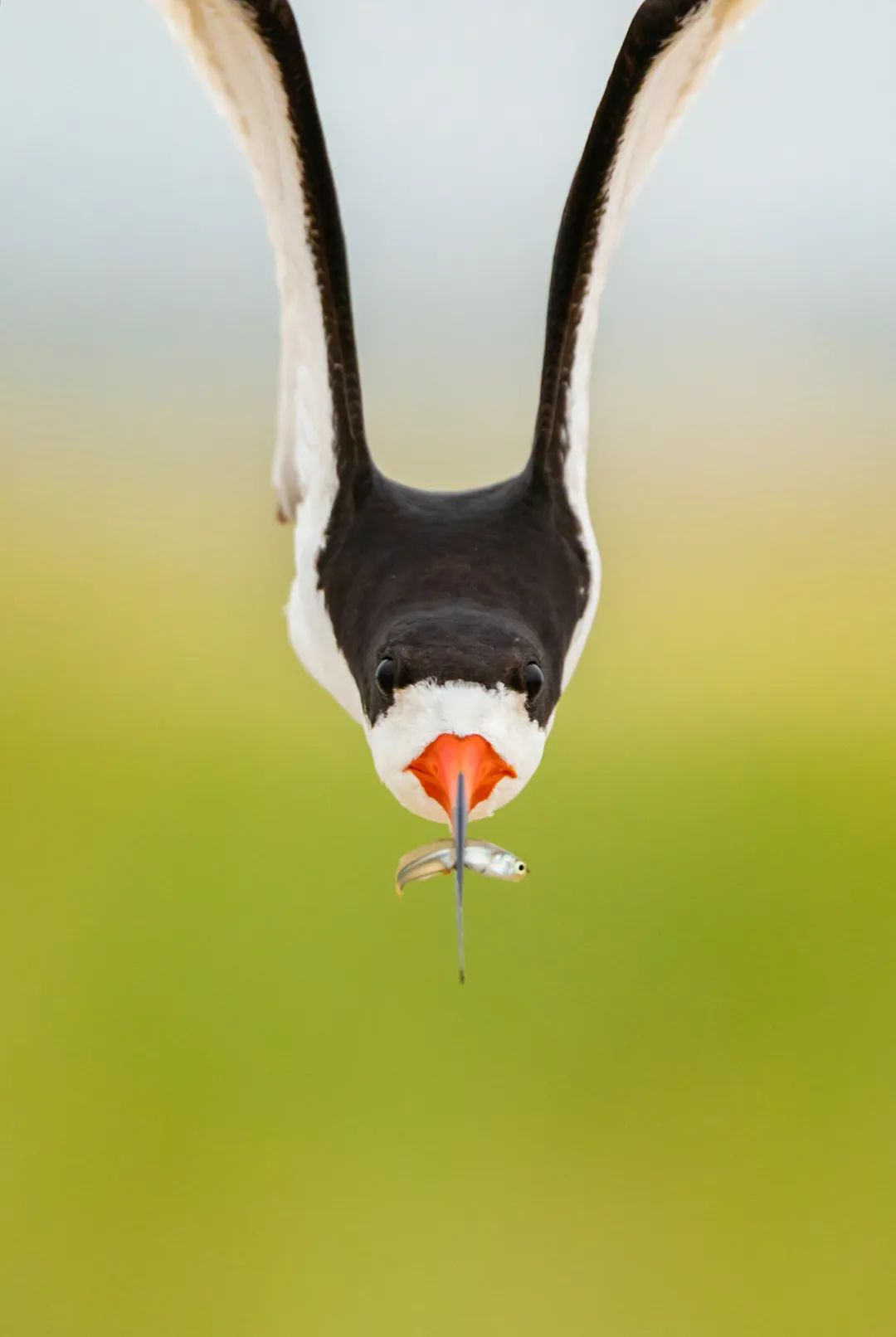 birdWatching