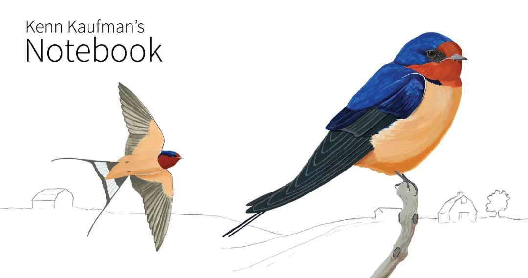 birdWatching