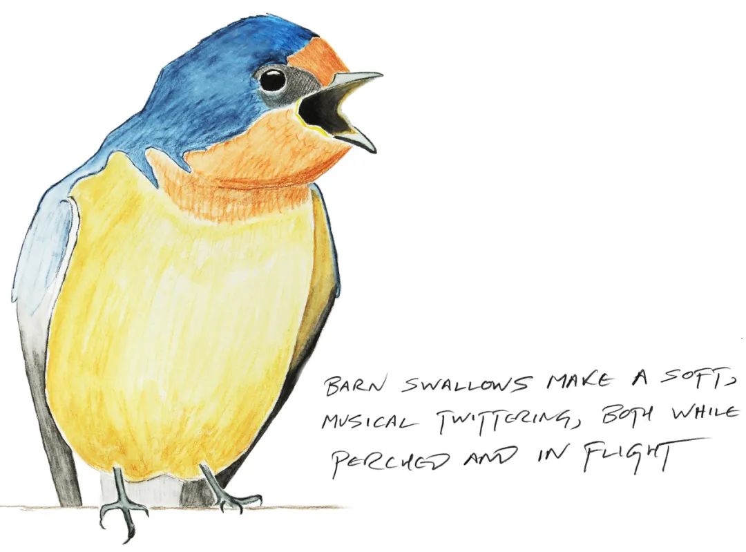 birdWatching