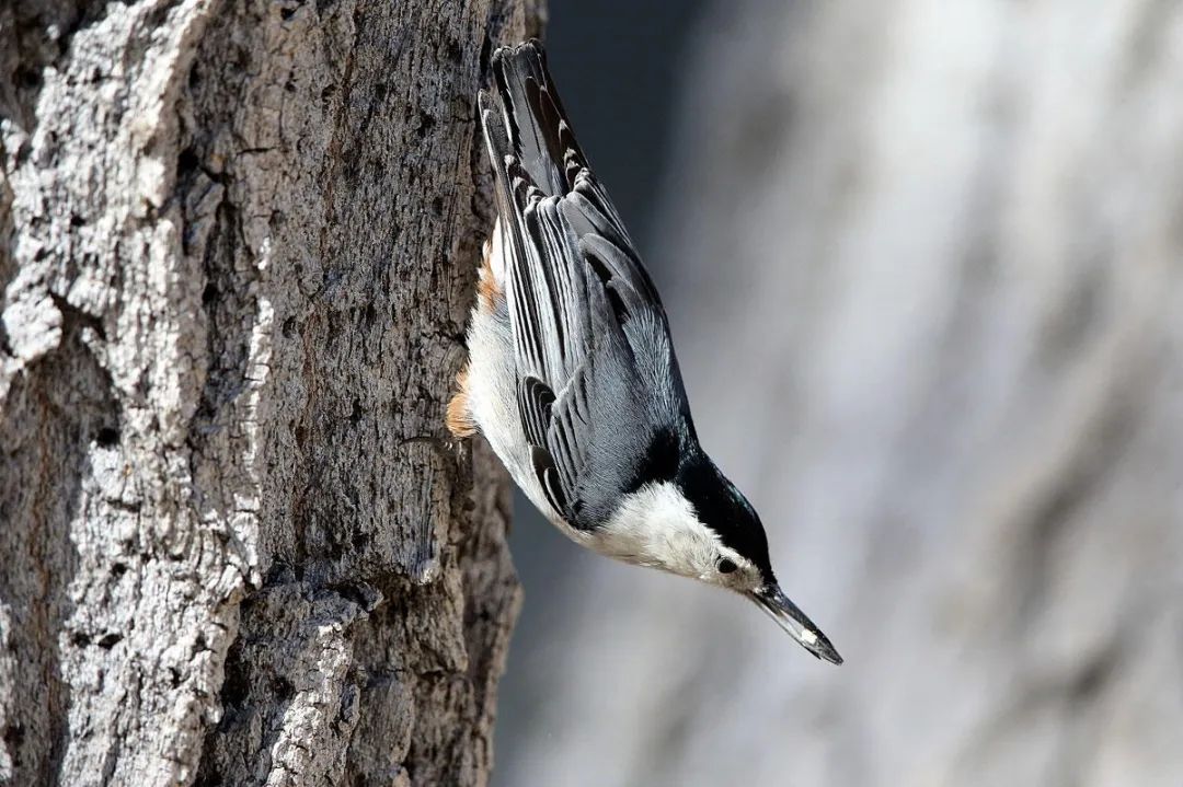 birdWatching