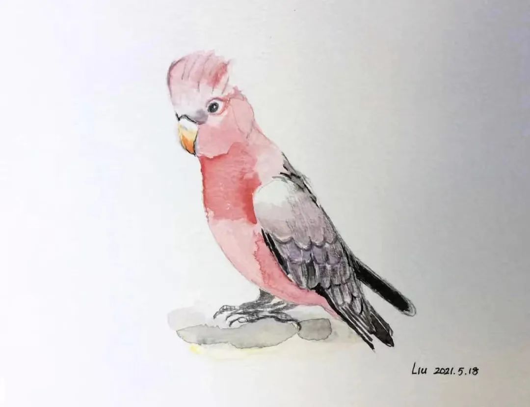 birdWatching