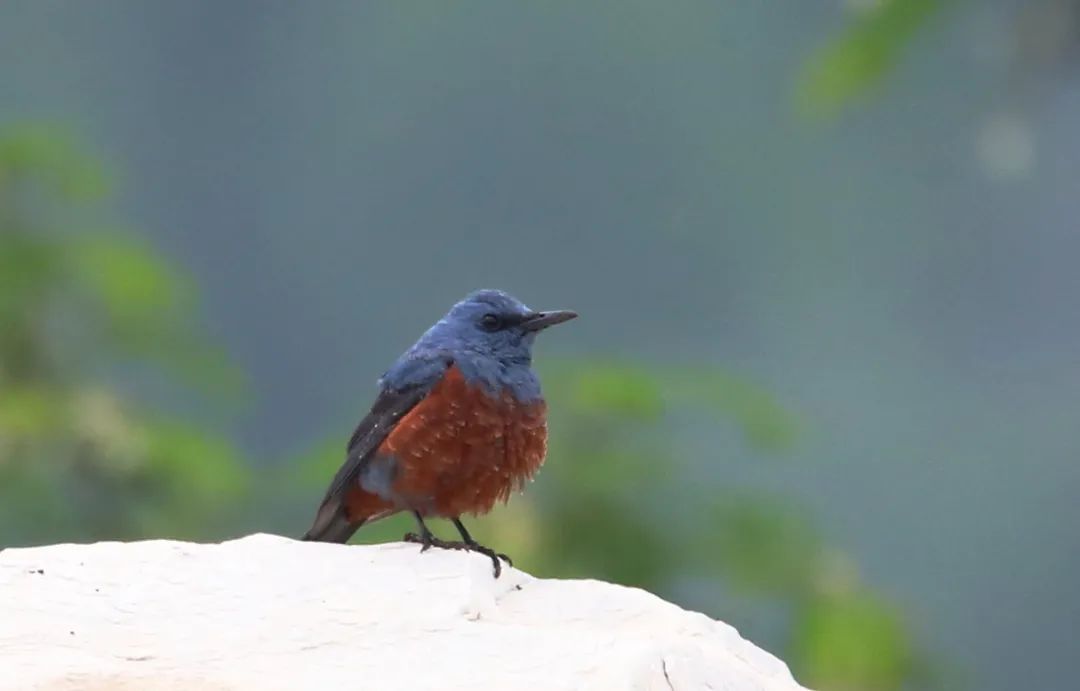 birdWatching