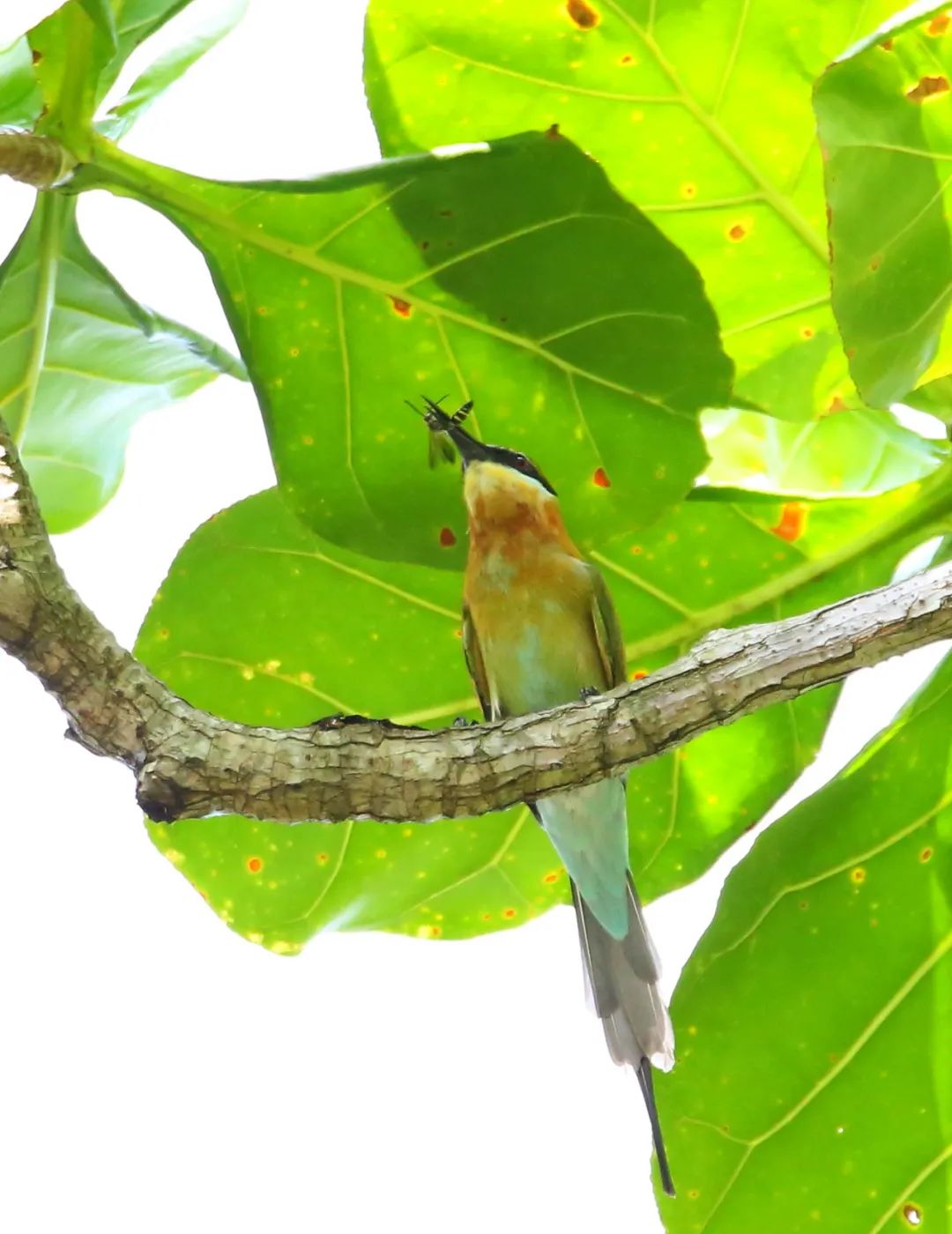 birdWatching