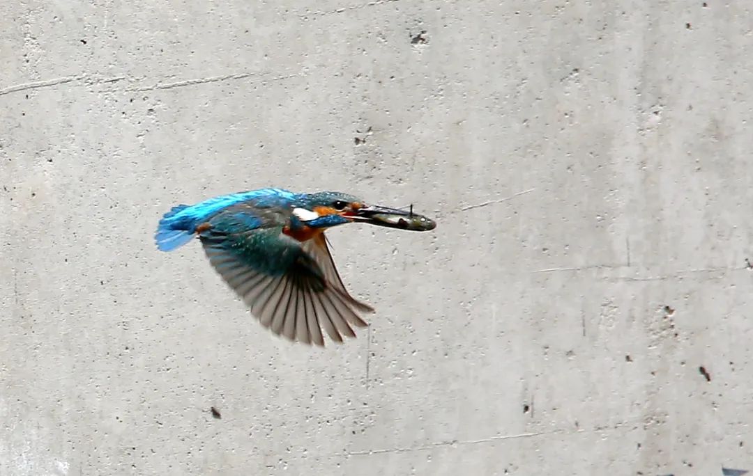 birdWatching