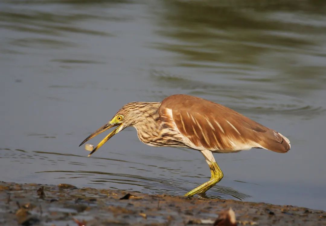 birdWatching