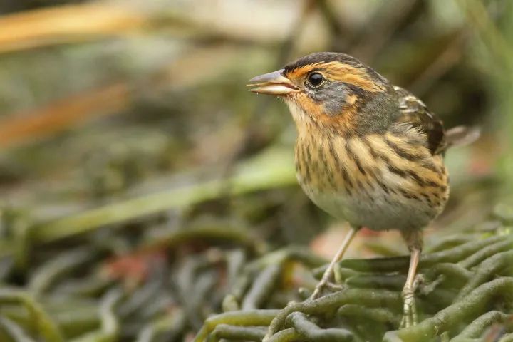 birdWatching