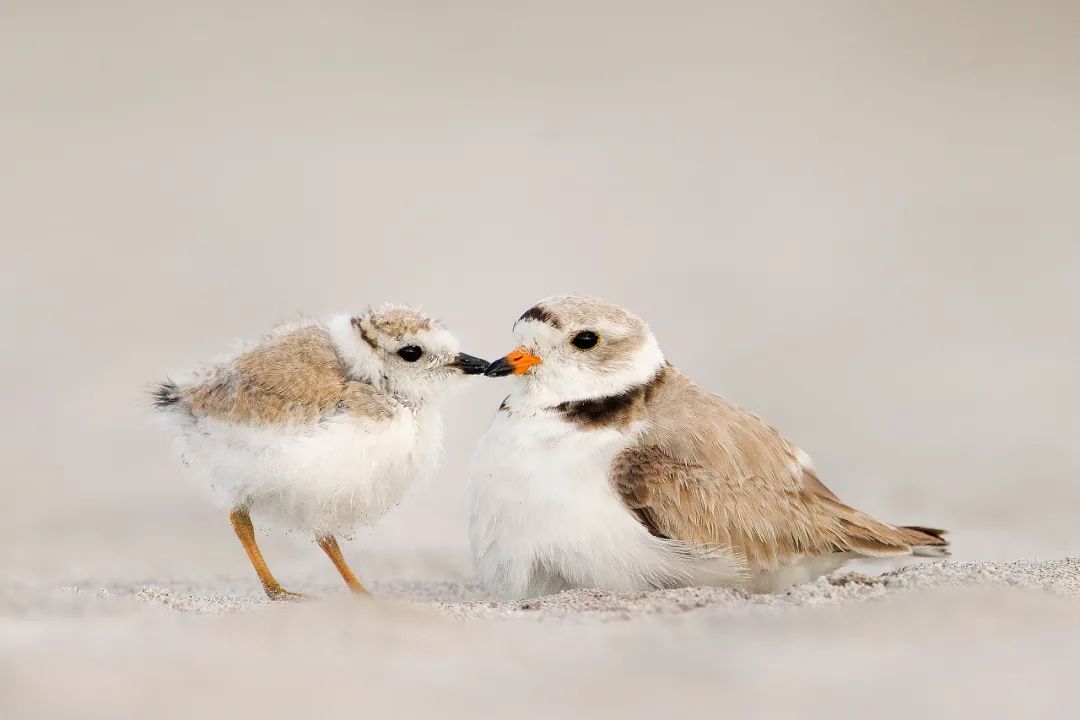 birdWatching