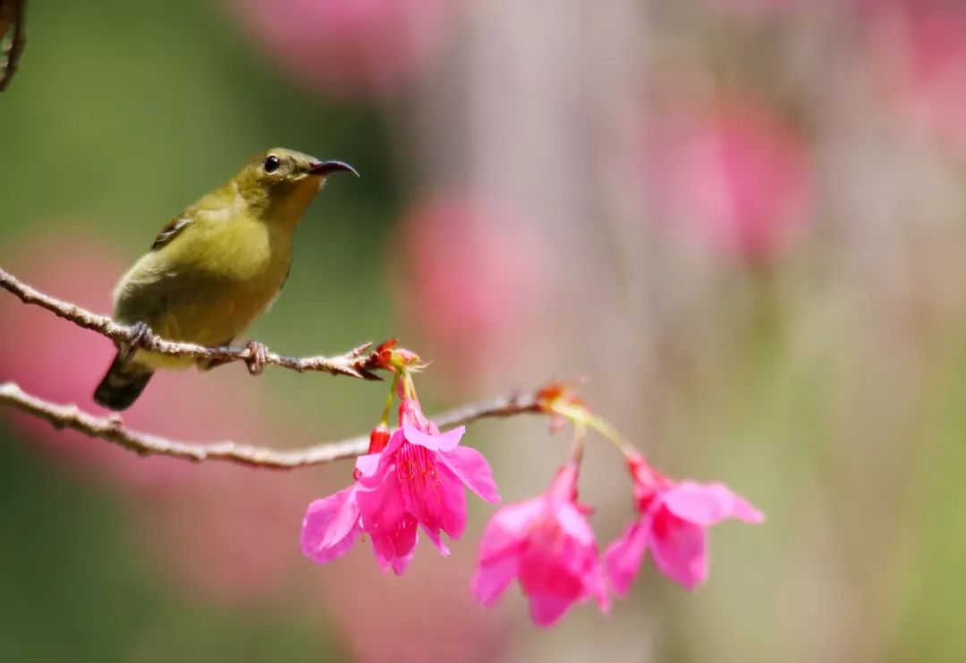 birdWatching