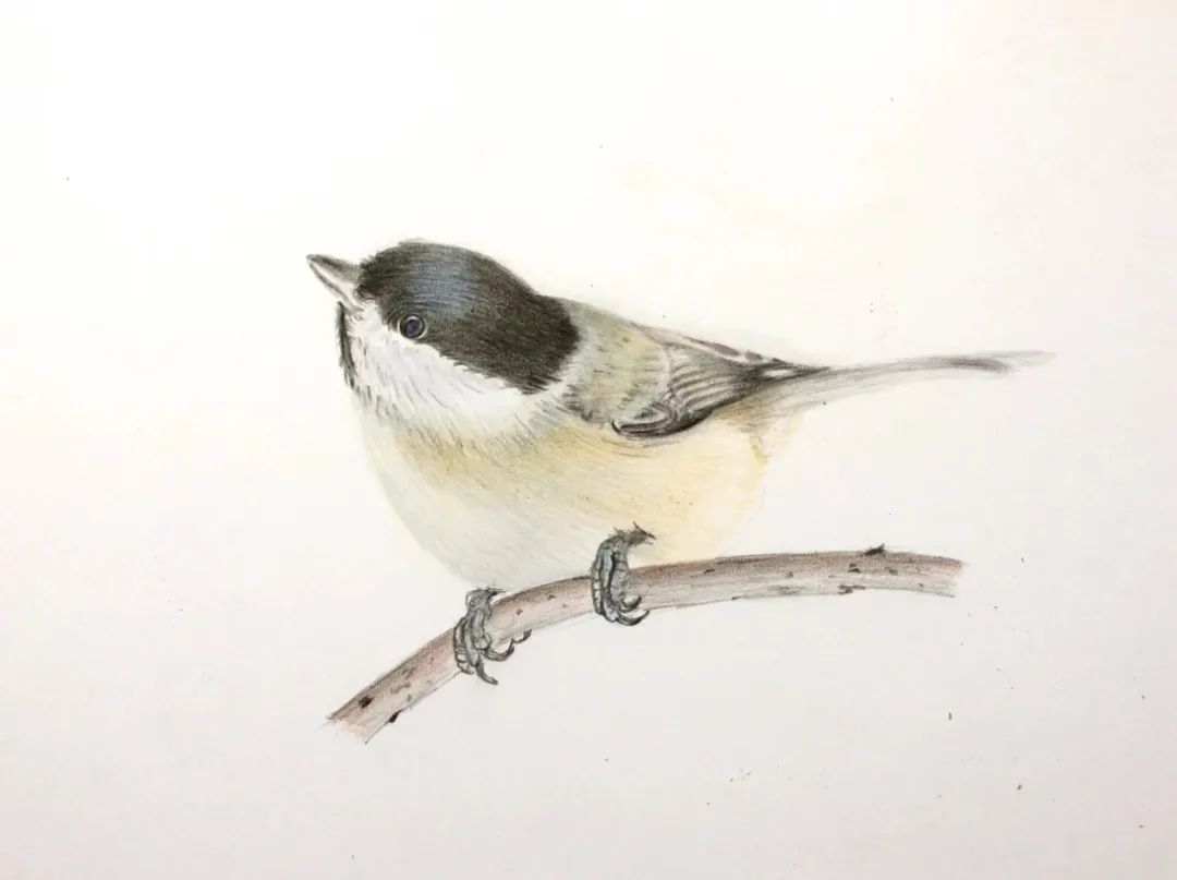 birdWatching