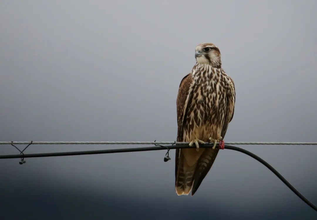 birdWatching