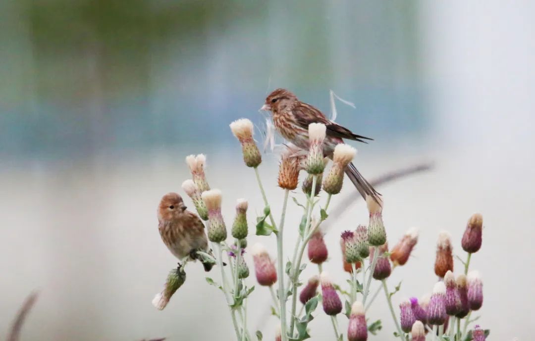 birdWatching