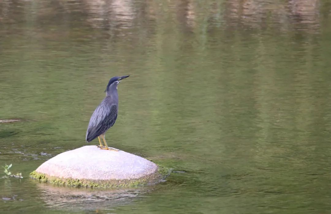 birdWatching
