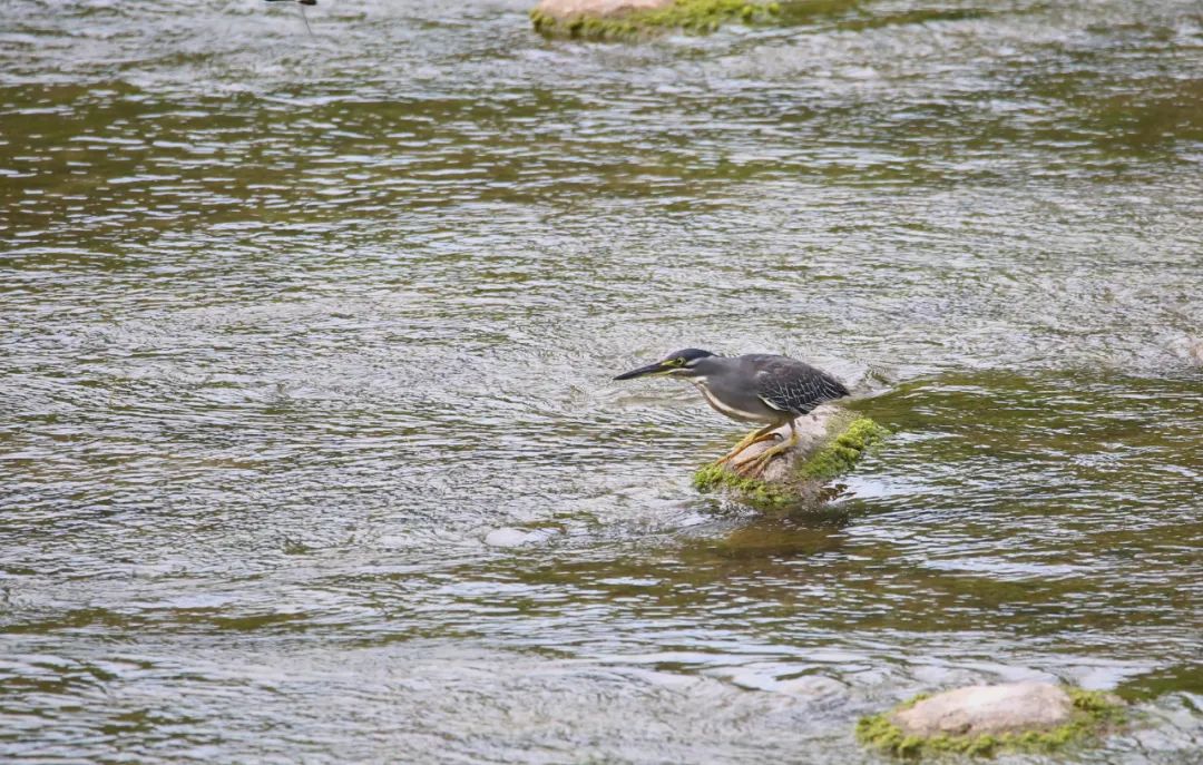 birdWatching