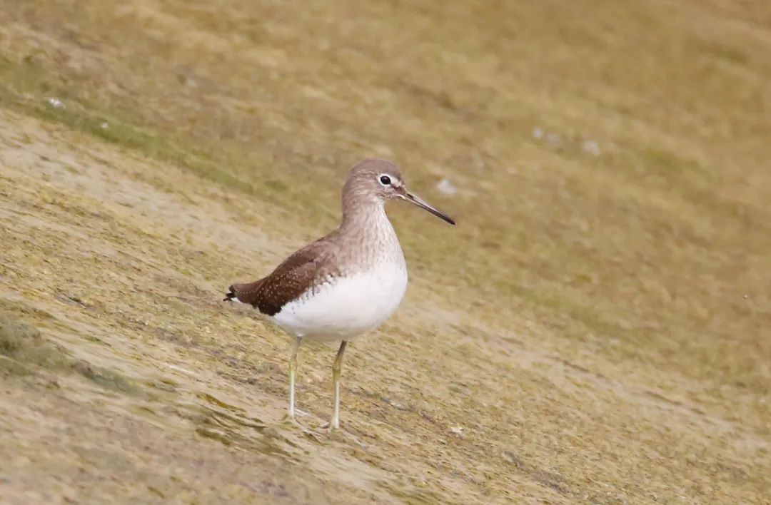 birdWatching