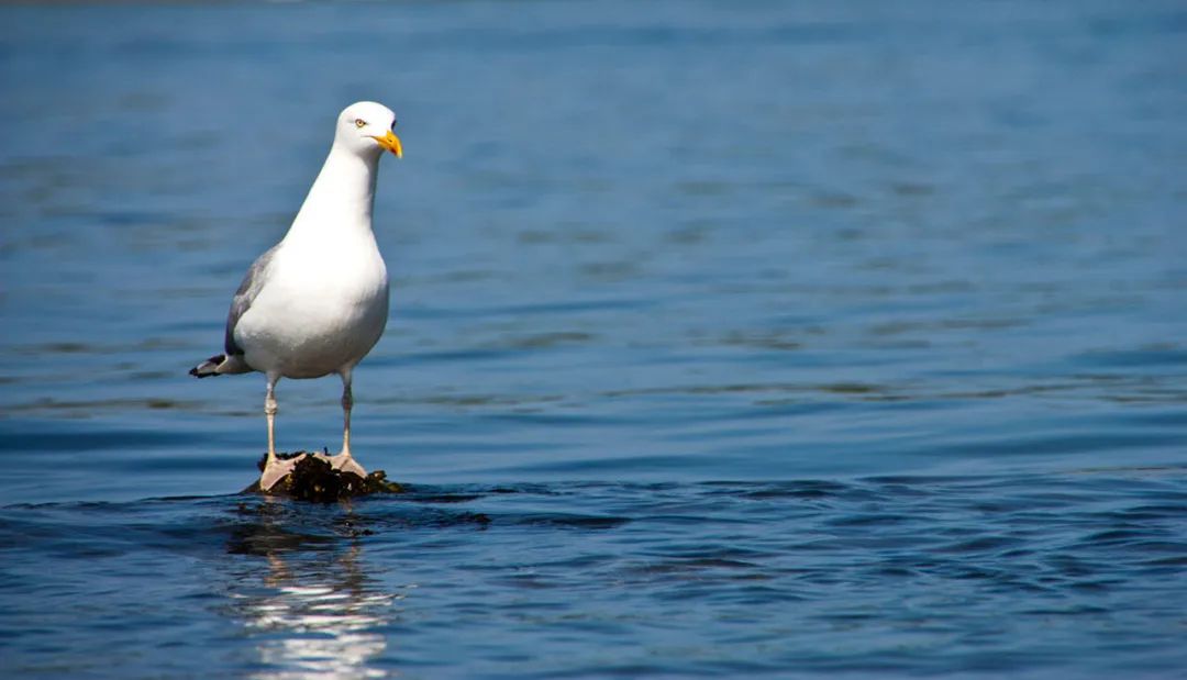 birdWatching