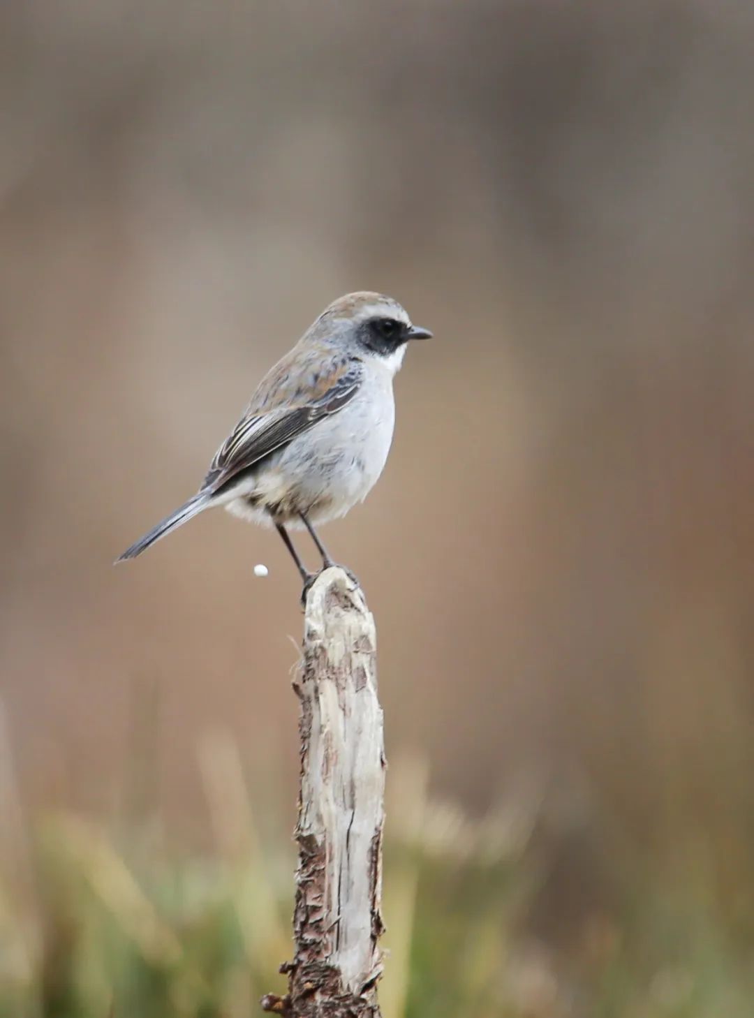 birdWatching