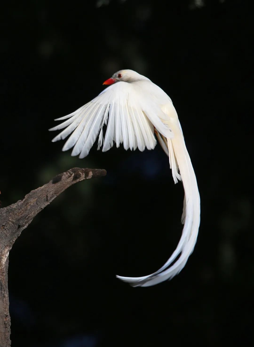 birdWatching